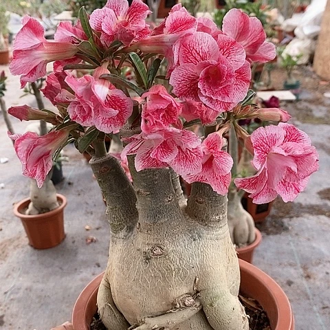 【闪购商品】上****师绿植