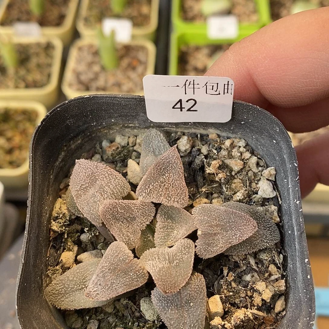 ?****?磨面多肉植物42号
