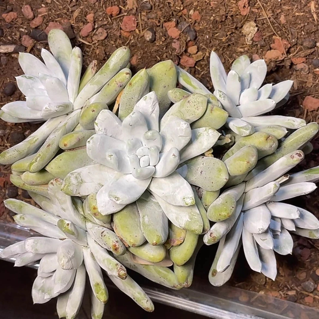 【闪购商品】拇指老庄28公分