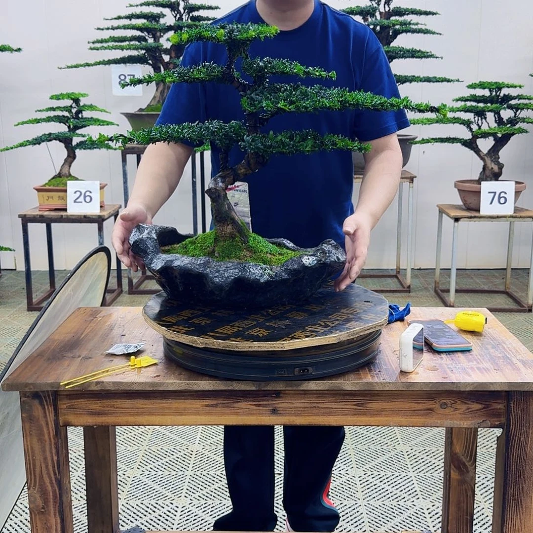 无花朵珍珠罗汉松造型盆景