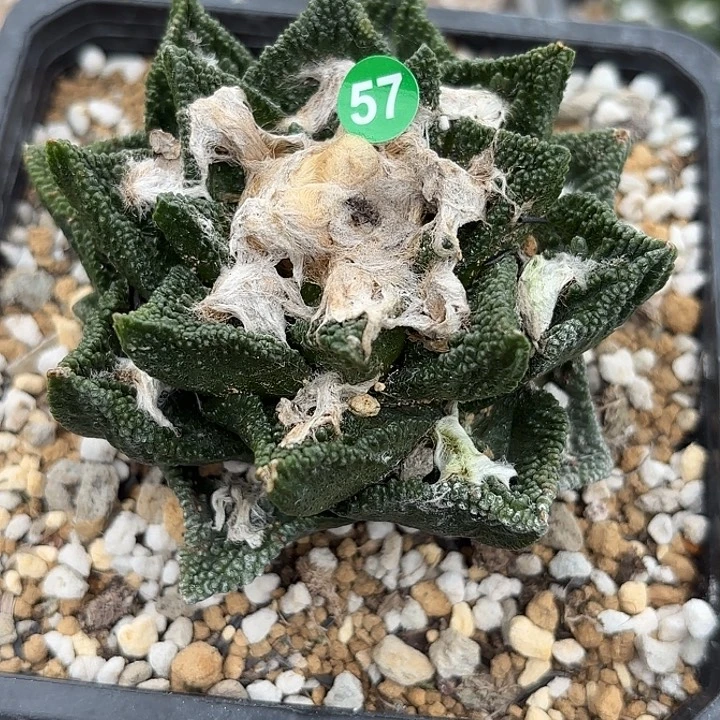 浥***尘苗接落地仙人球57