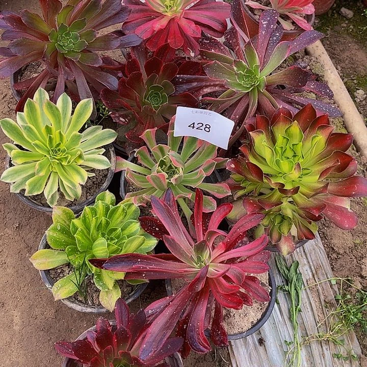 法师锦多肉组合428