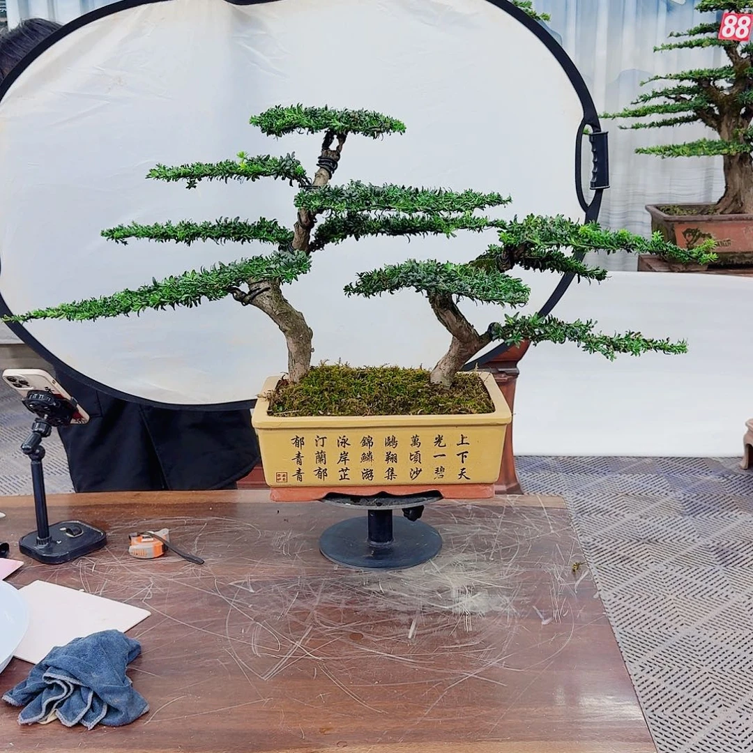 涅***槃无花朵罗汉松一物一拍8888