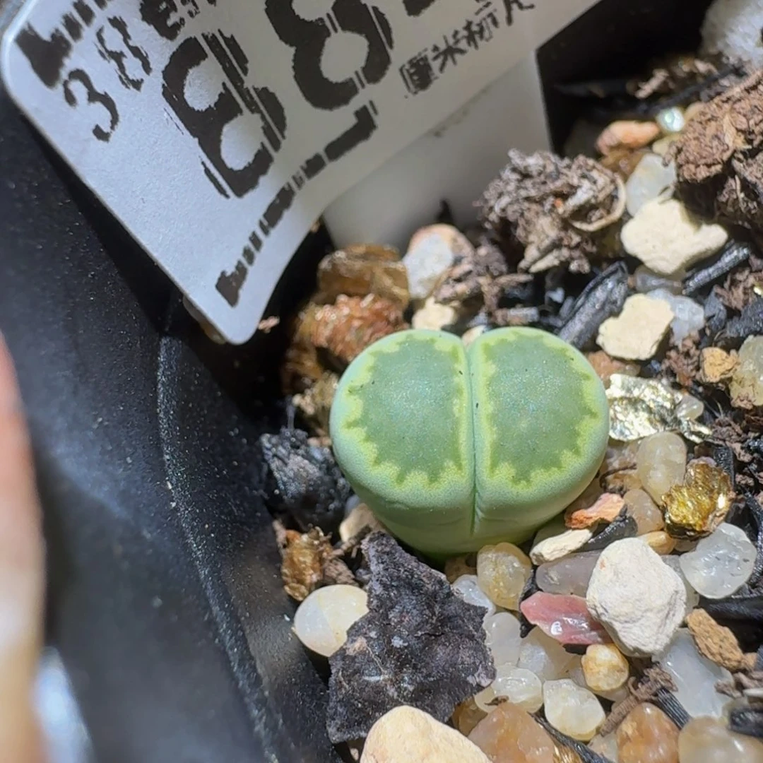 是***️Sssss生石花肉884