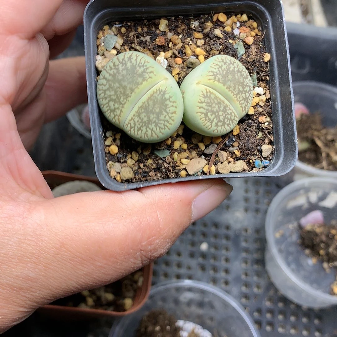 新**选G356多肉植物保护研究所