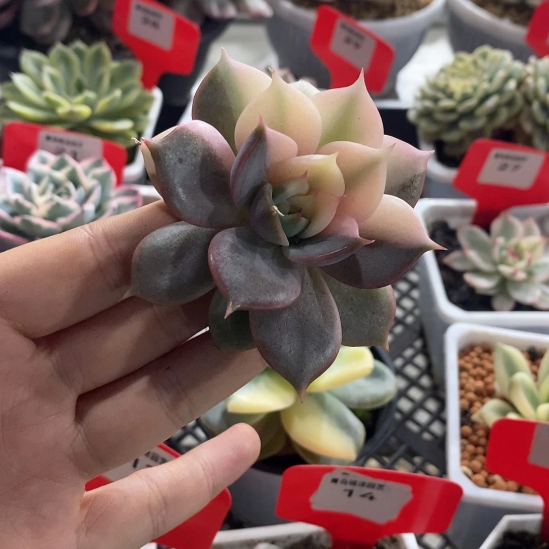 贝加尔湖锦多肉植物