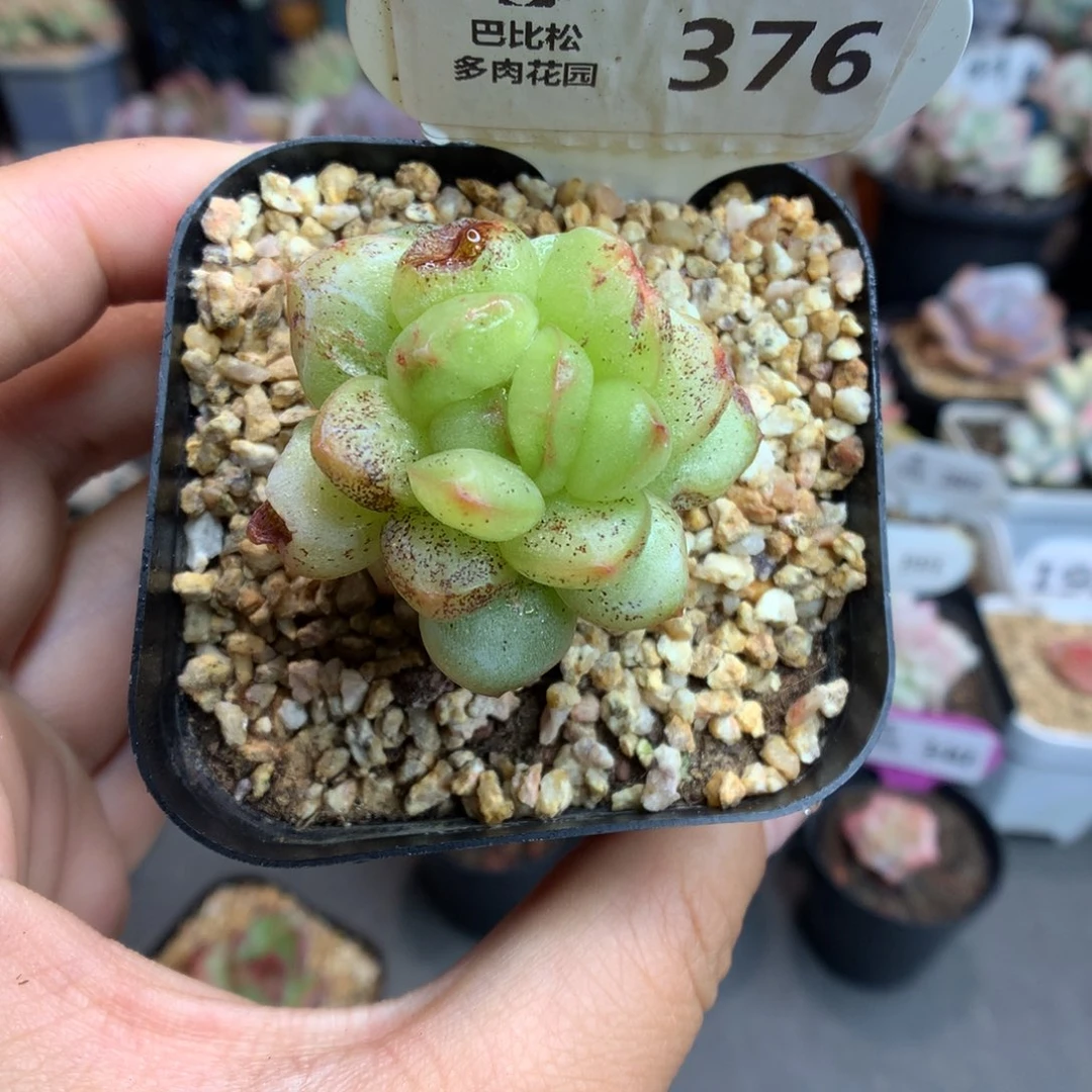 376珍妮石化多肉植物