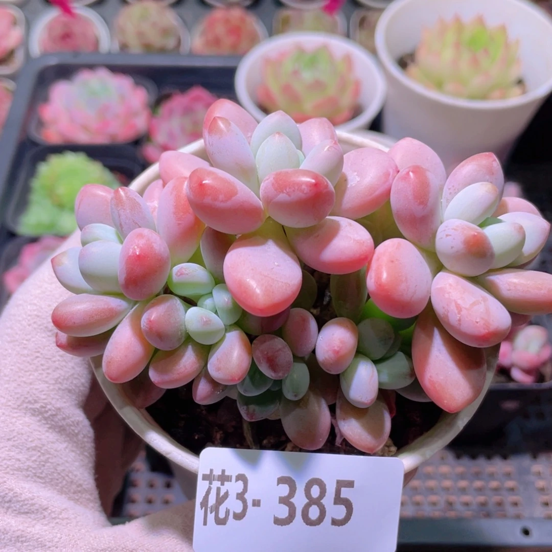 花利美3-385洛神群