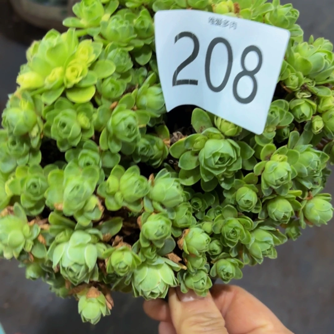 哈哈多肉葡萄福利208