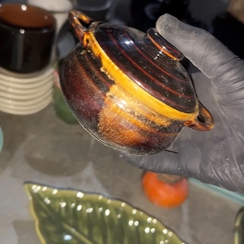 瓷片国营厂库存8.5厘米