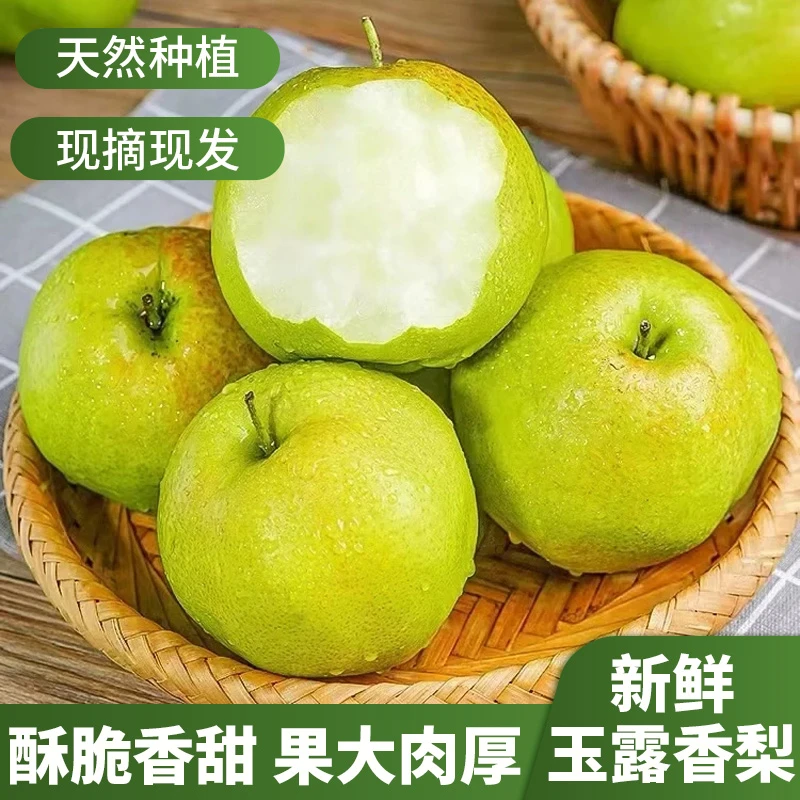 【顺丰包邮】正宗山西玉露香梨香梨应季新鲜香梨临汾玉露香脆甜多汁