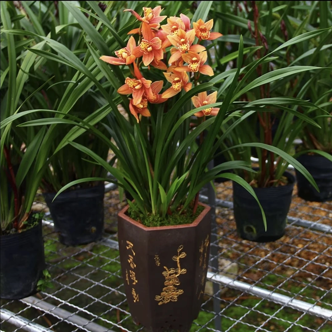 高端精品【醉美人】浓香型兰花室内好养花卉开花植物花香