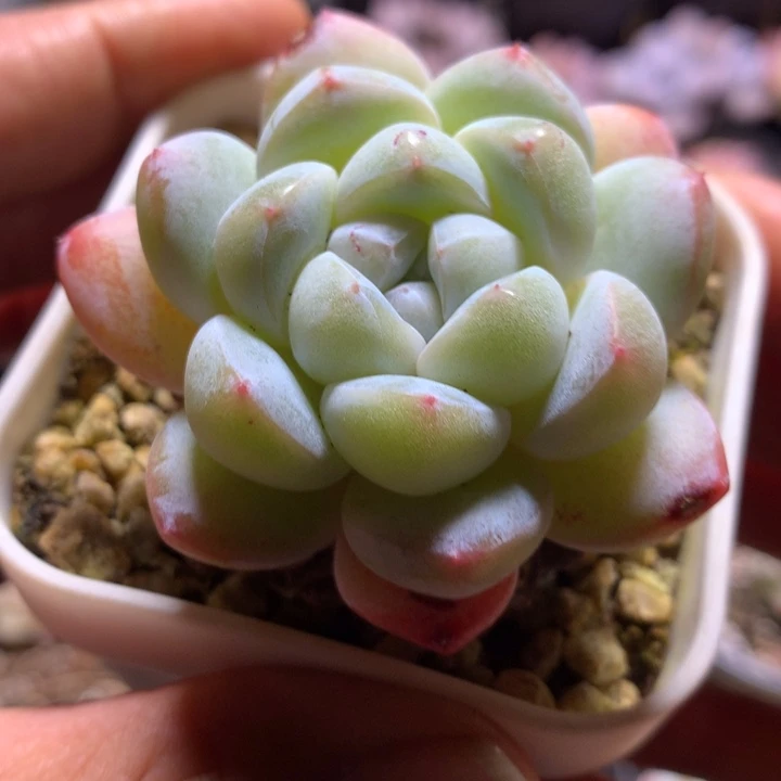 精控雪媚娘一物一拍