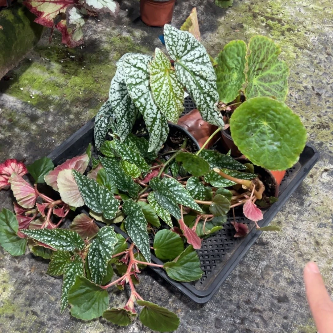 完全开放一物一拍套餐6