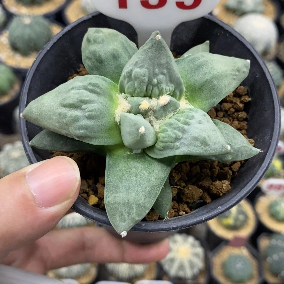 139怒涛牡丹福利多多