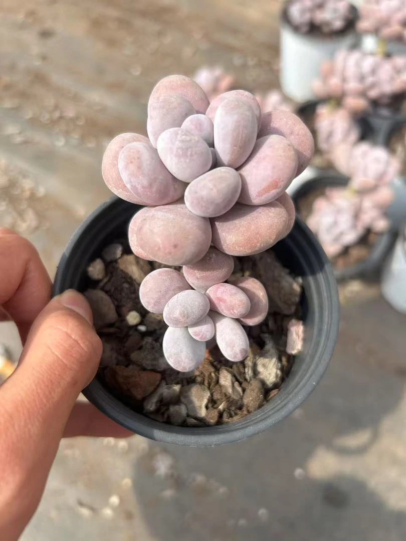 多肉 奶酪 单头带崽 小货 凑单不包邮