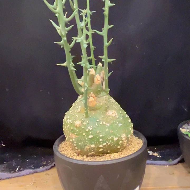 汤圆植物球腺蔓哈