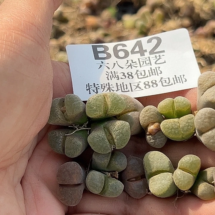 阳***肉无花朵好642号风铃11个