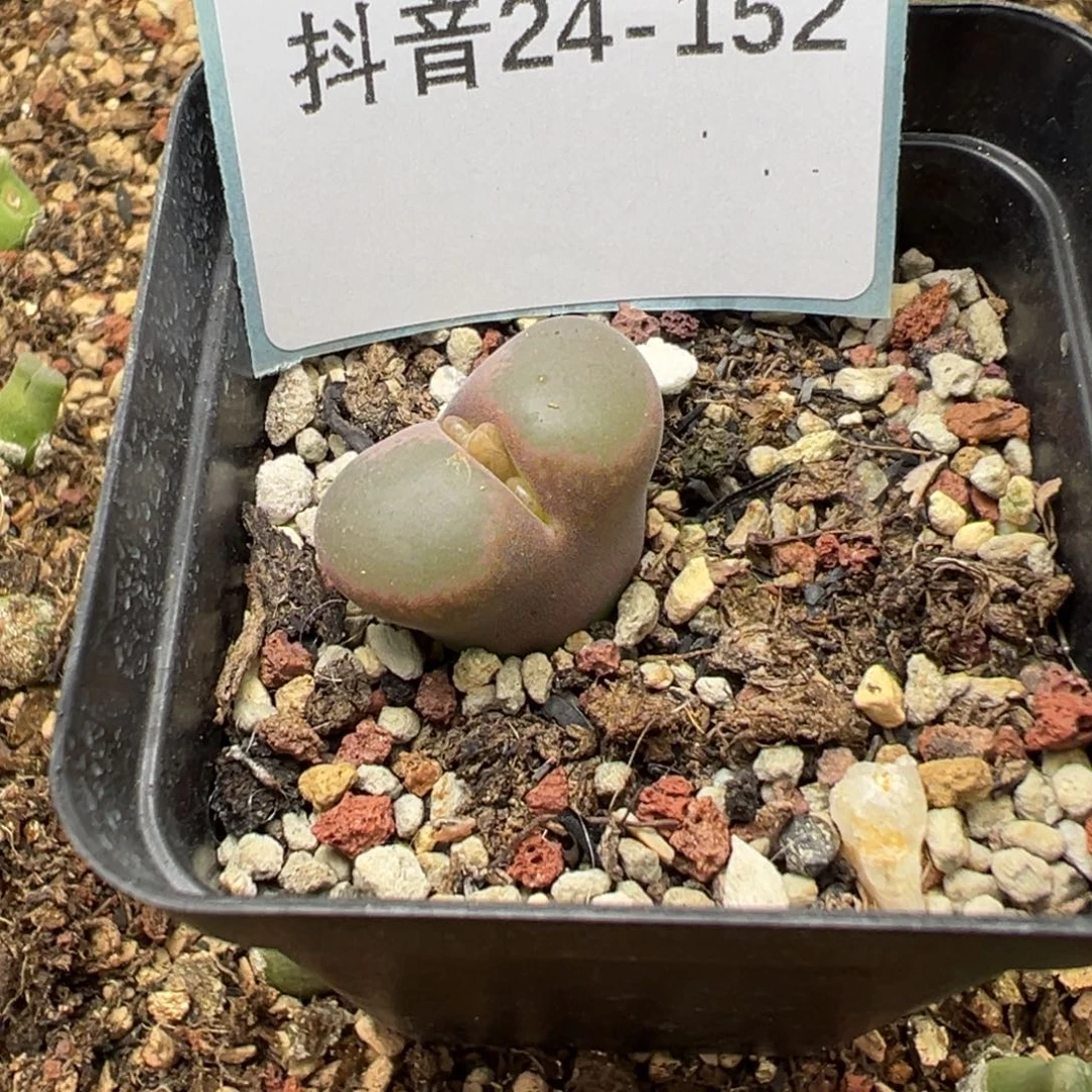 24-152紫焰风铃多肉植物