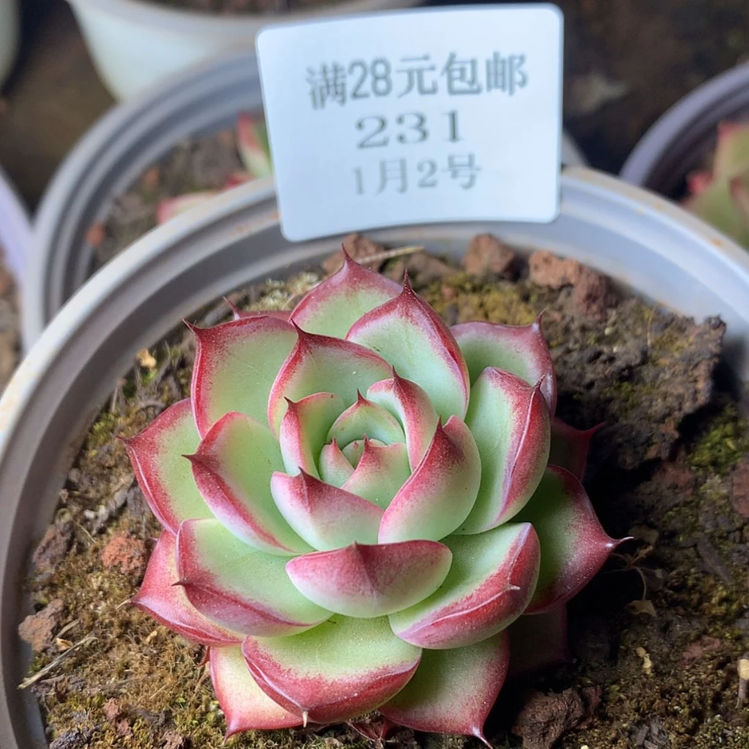 【闪购商品】云231号