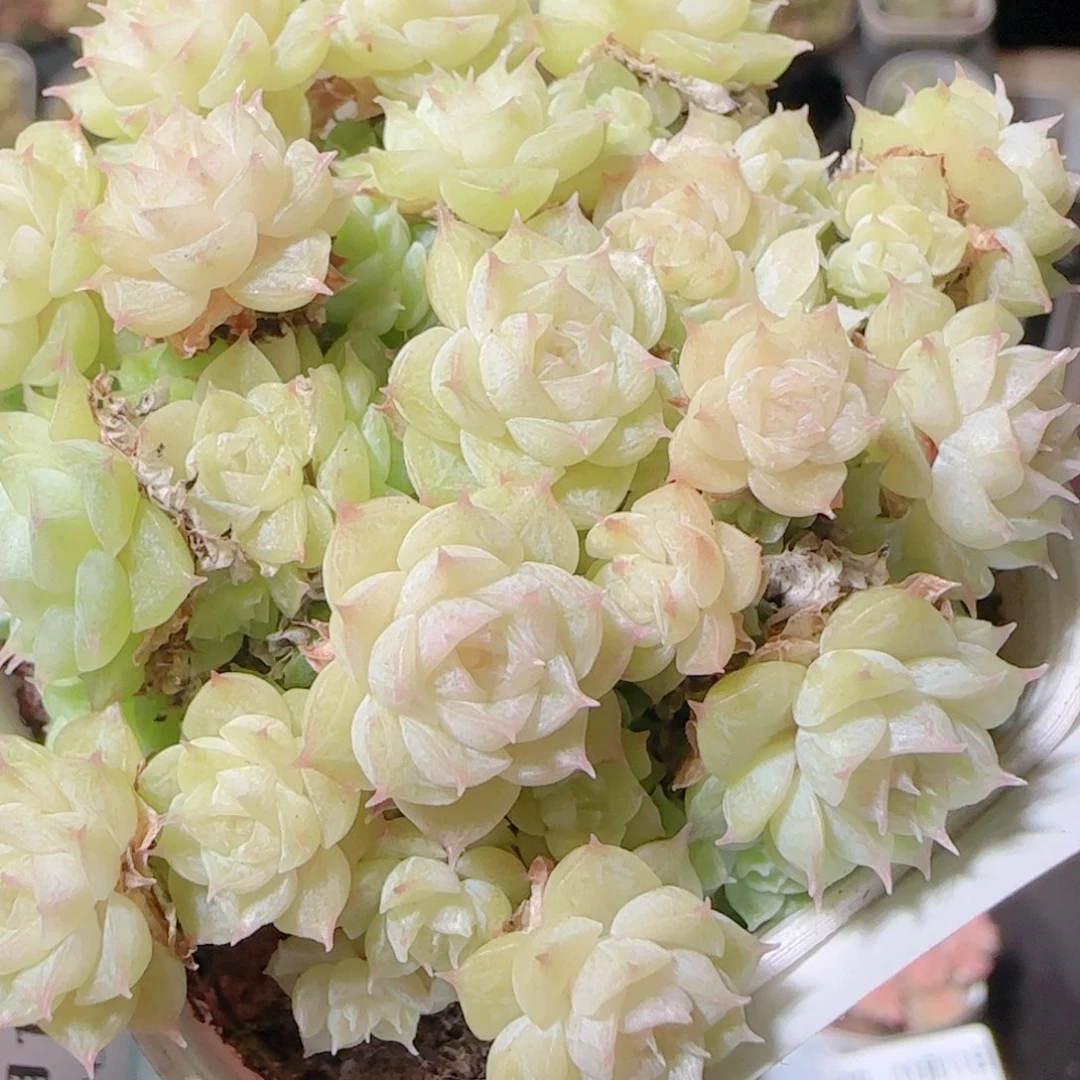 花语逸镜1111-42散