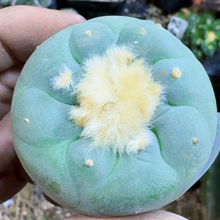 福利实生白肌187