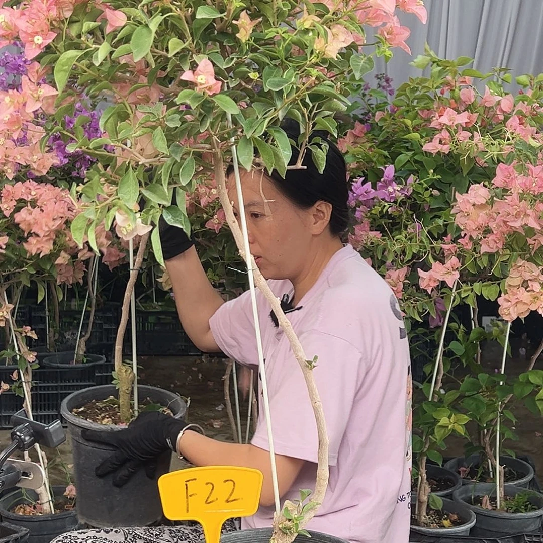 昕***品大部分花苞少量开放F22卡亚塔