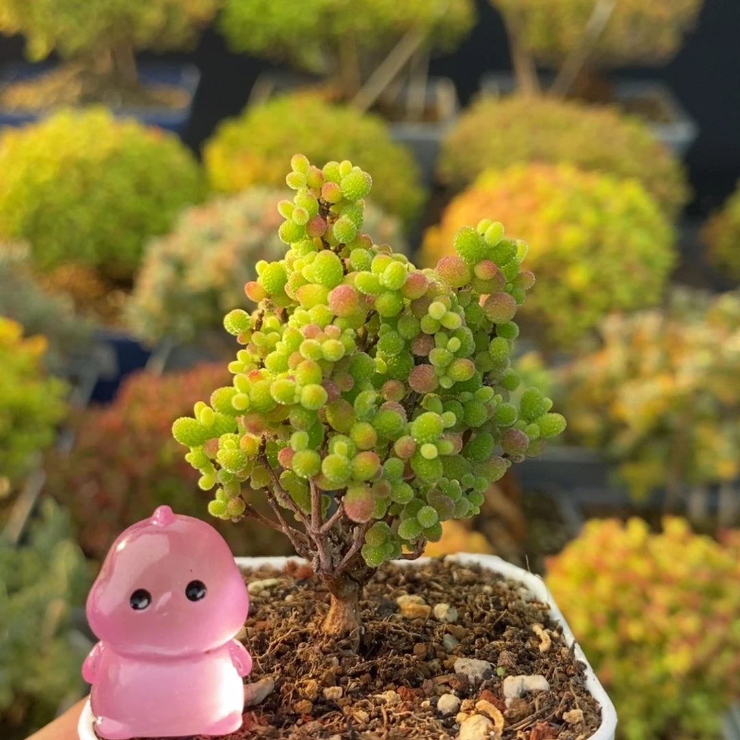 0890蜜橘糖球 。