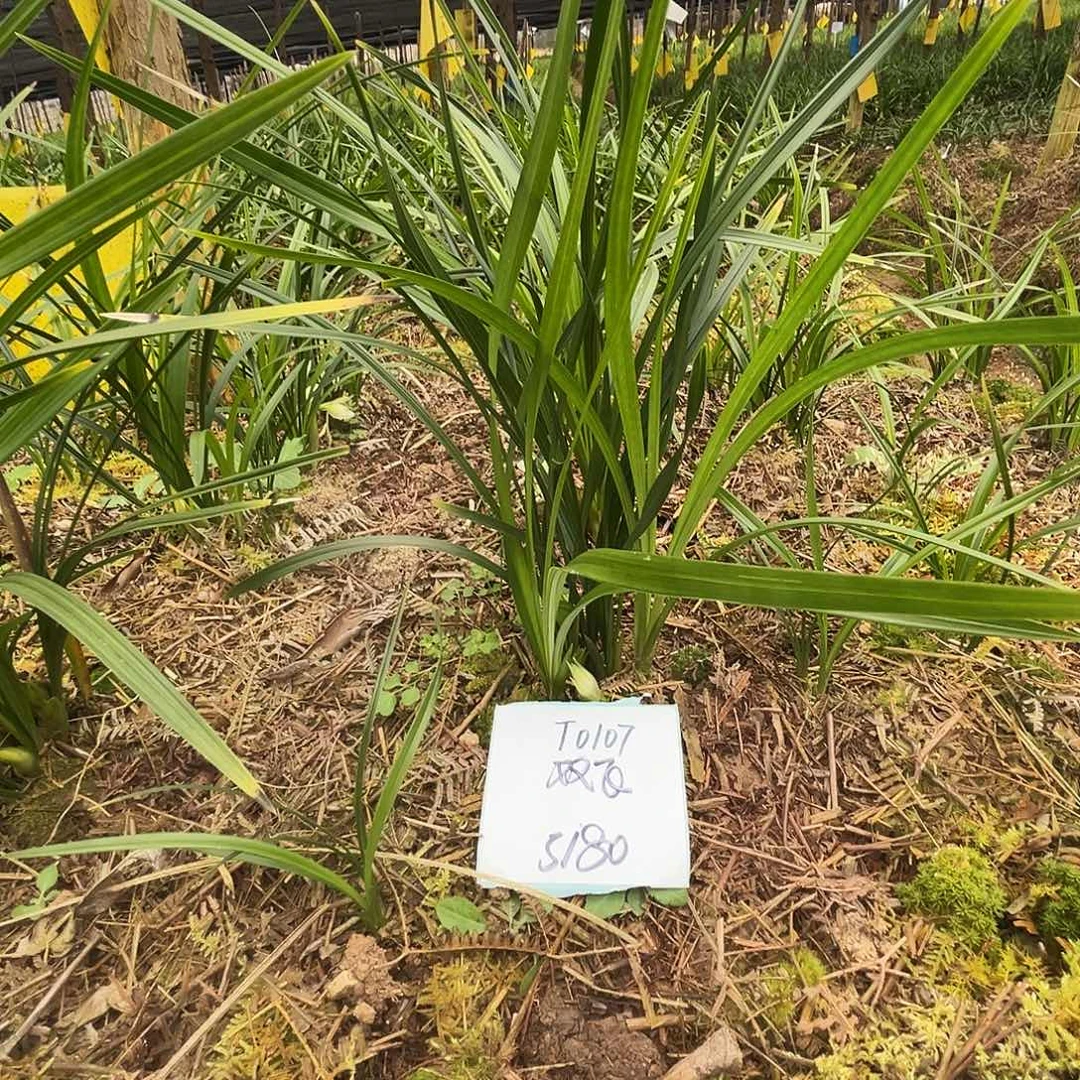 大部分花苞少量开放