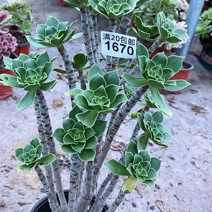 1670 xiangfu多肉法师