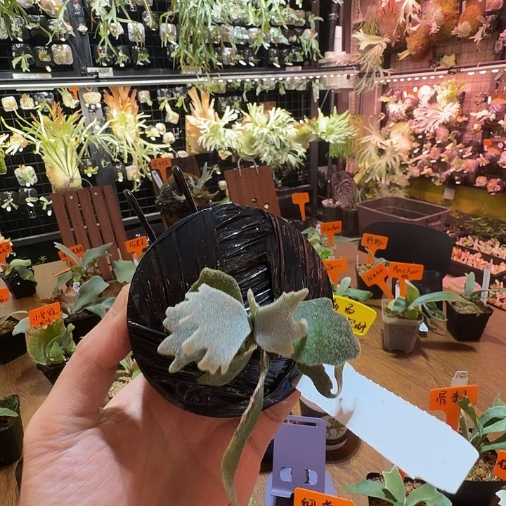 无花朵鹿野直播间竞拍细菌