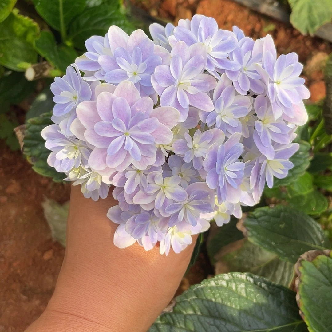 绣球切花一物一拍3枝起包邮，加购小头110