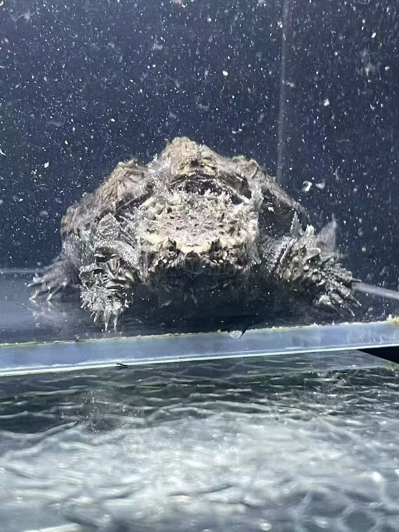 活体纯佛鳄爆刺观赏小乌龟大头宽嘴人工合法养殖冷水龟