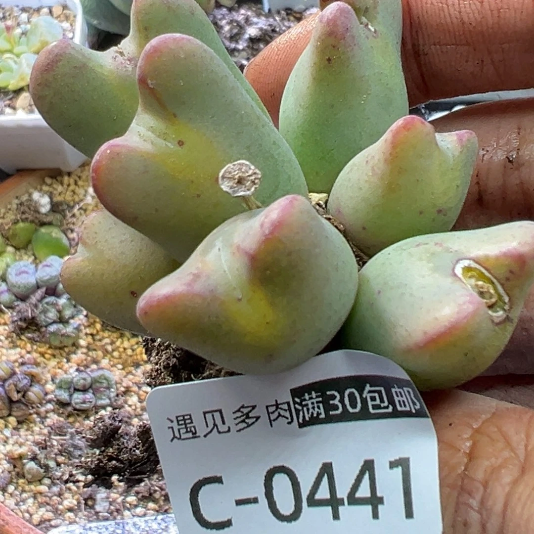 多肉植物1111111111111111