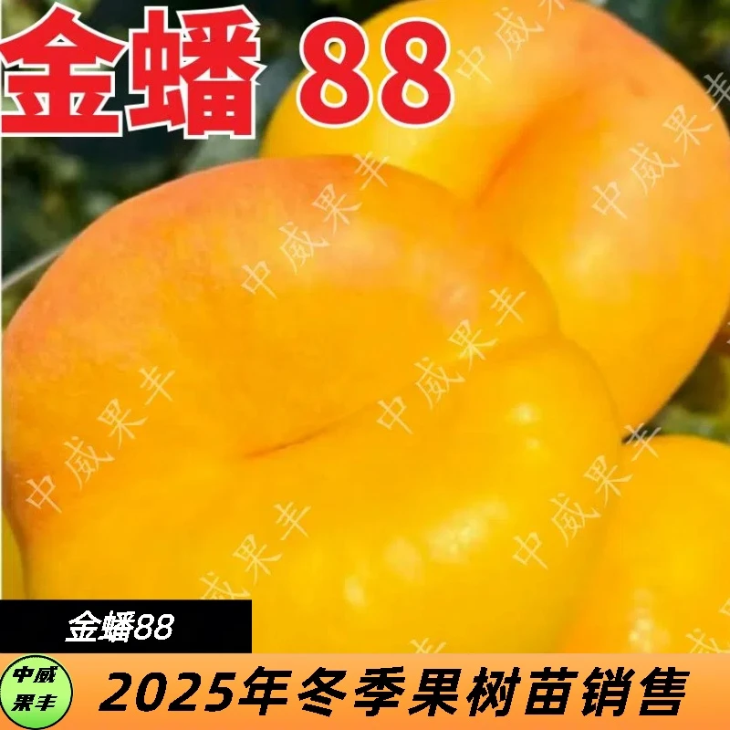 金蟠88极早熟黄肉油蟠6月初成熟  口感香甜  肉质脆甜 果型美观