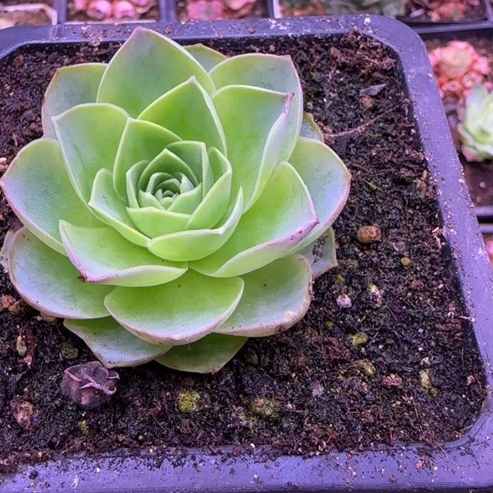 神舟5.5厘米1134343434353