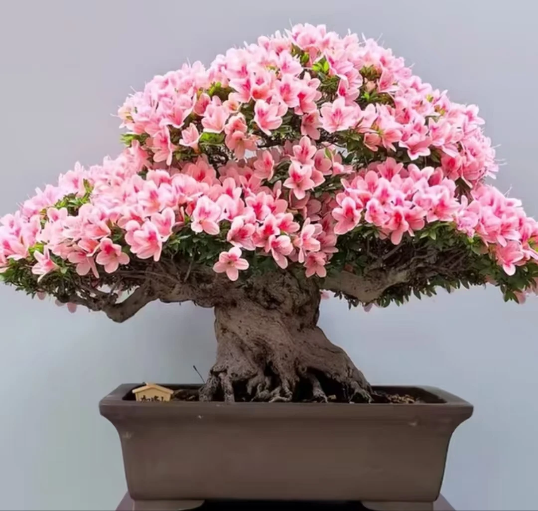 松柏造型盆景规格品种齐全别墅庭院花园造型盆景