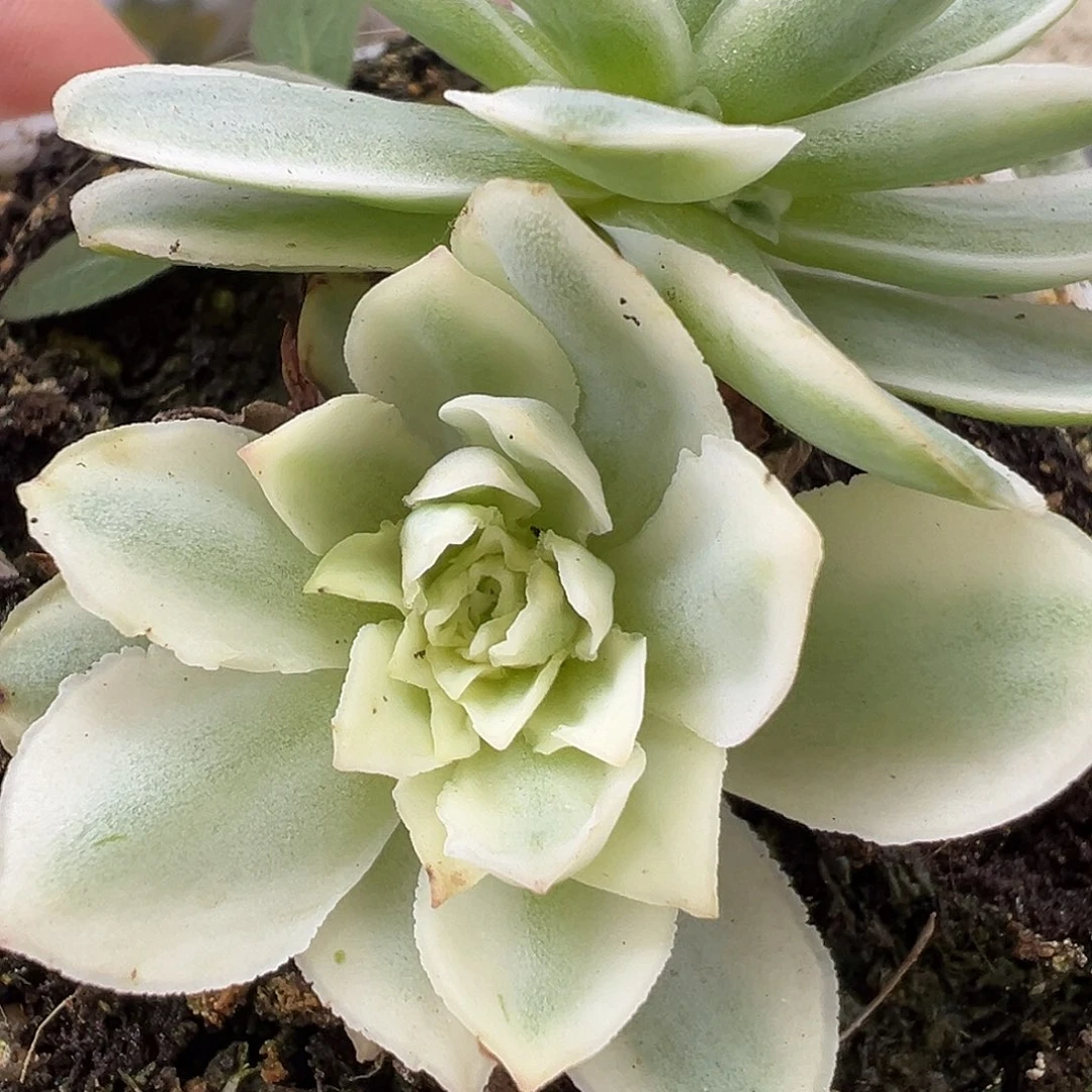 山地玫瑰锦秋夕1048号