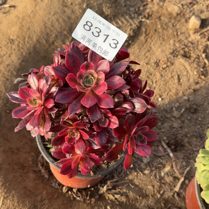 8313白婚纱多肉植物
