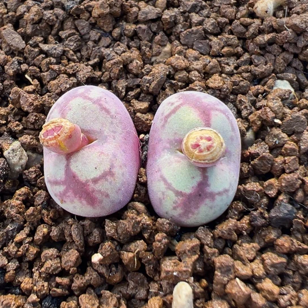 11多肉植物八重亘姬