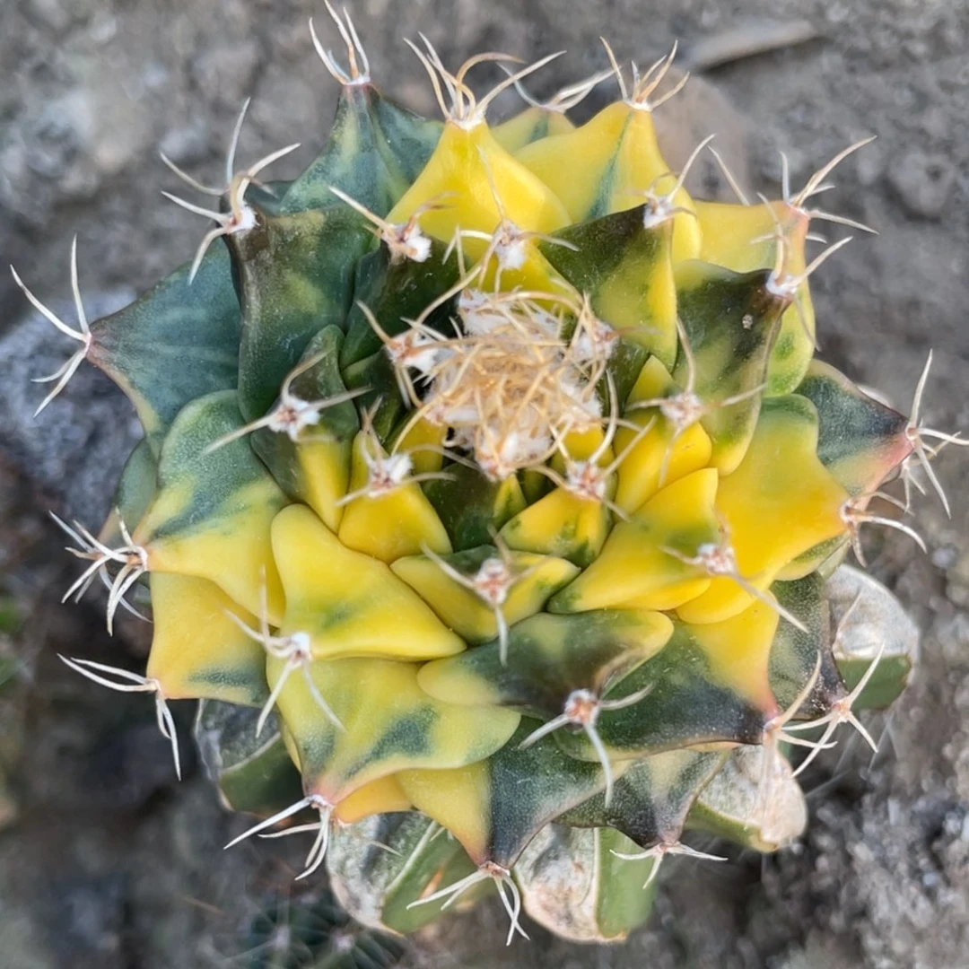 无花朵散斑帝冠锦014