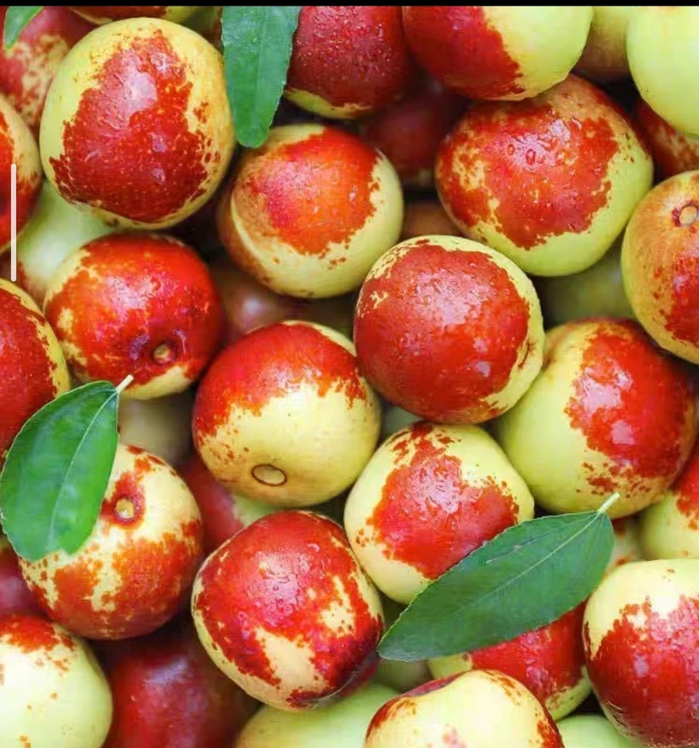 【包邮】黄骅鲜冬枣大果脆甜当天发自家果园好吃停不下来