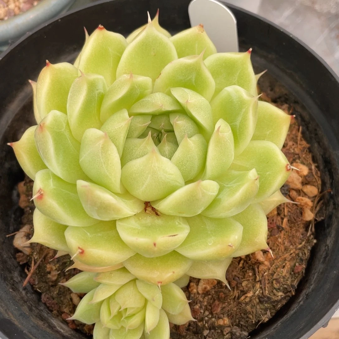 长睫毛油亮大包子麦秆带崽