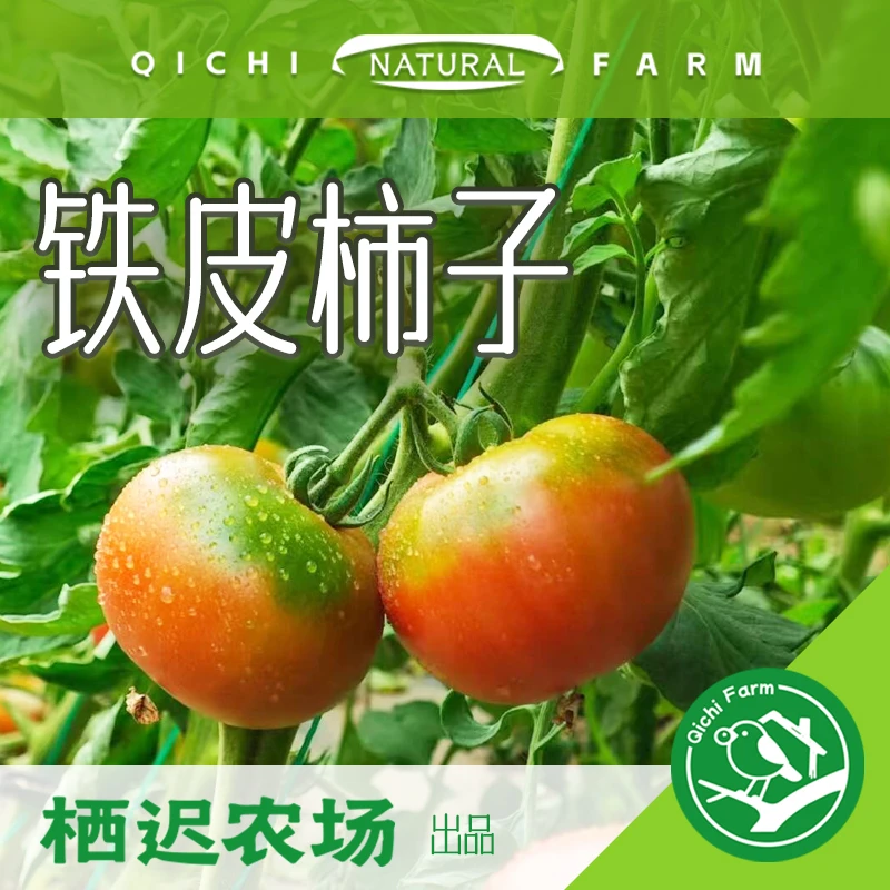 【顺丰包邮】铁皮柿子！ 草莓番茄 口感柿子沈阳特产4斤装辽宁省