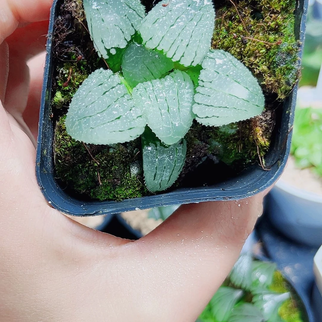 天空之镜多肉植物566666