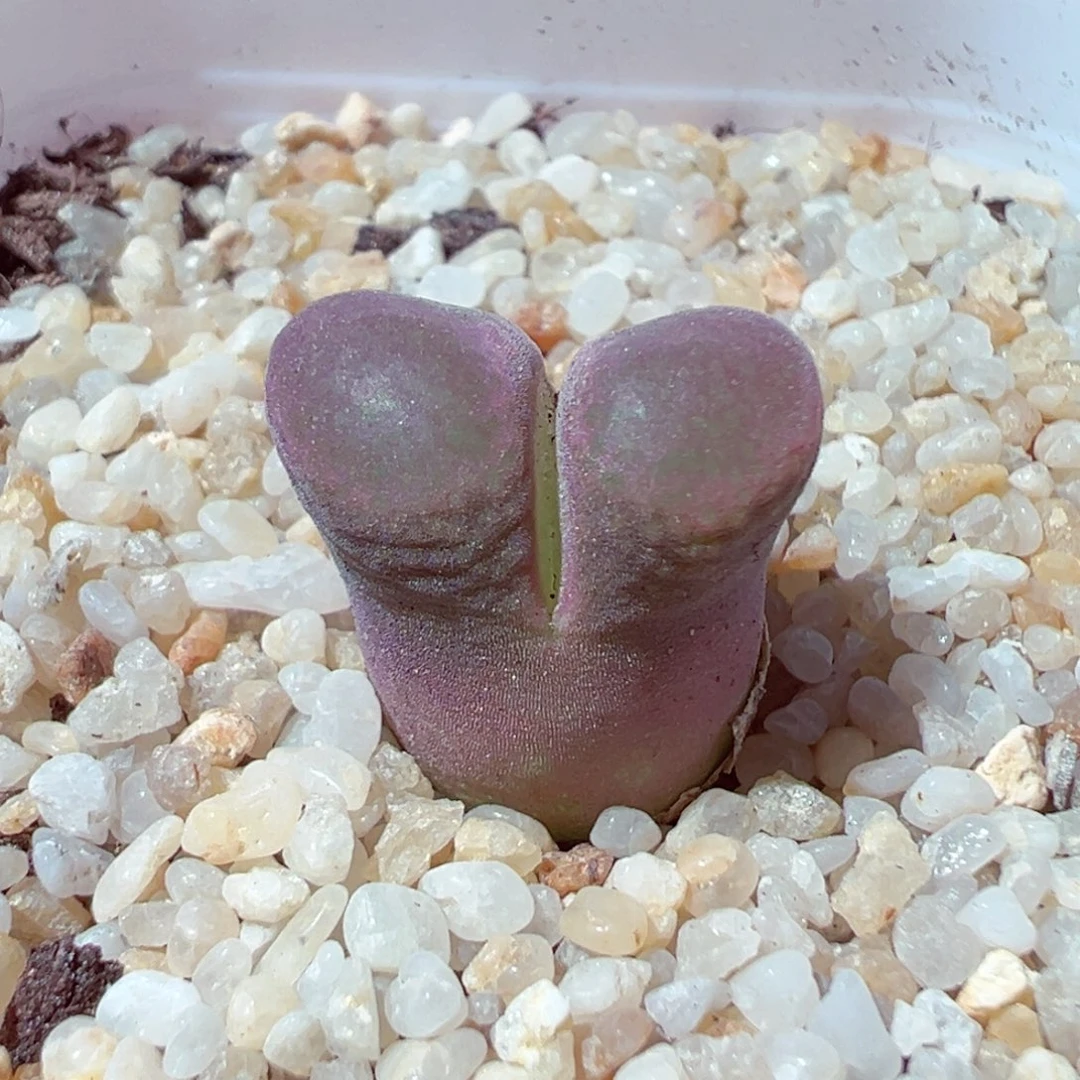 718-875多肉多肉的人