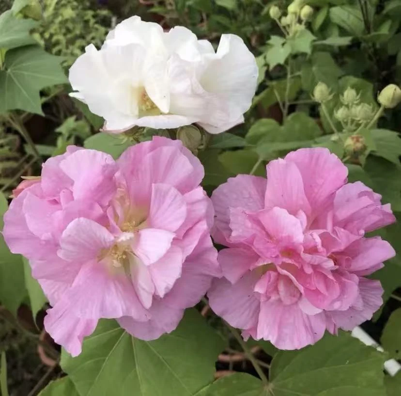 【重瓣木芙蓉种子】家庭阳台小院四季播种花海打造