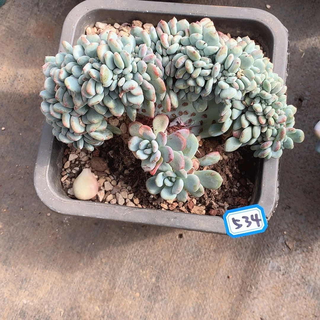 534香香雪缀化 一物一拍多肉