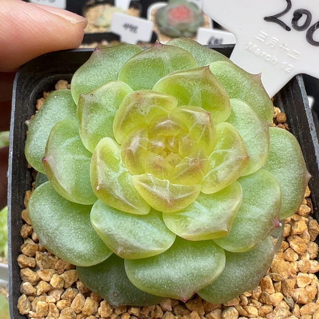 200号无尽灯 晗雨多肉