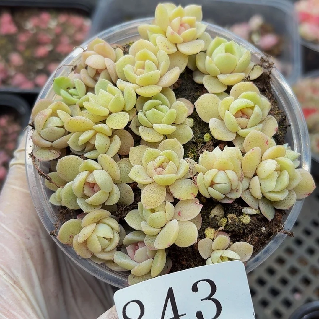 多肉植物多肉植物843